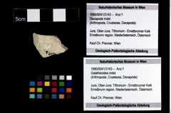 Foto (Objekt + Etikett) von Galatheoidea indet.  (NHMW-GEO-1990-0041-3143)